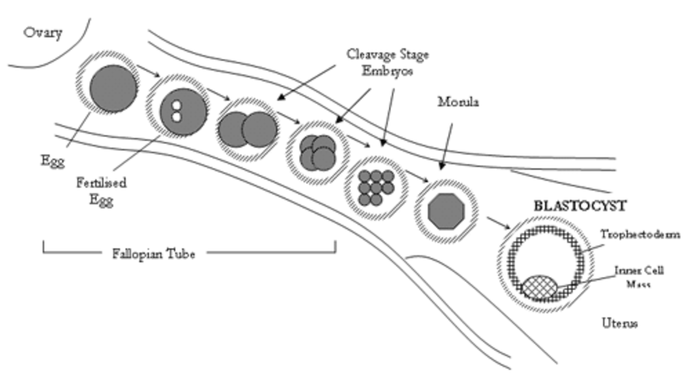 blastocyst formation