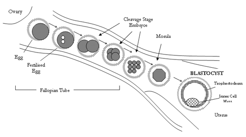 blastocyst formation